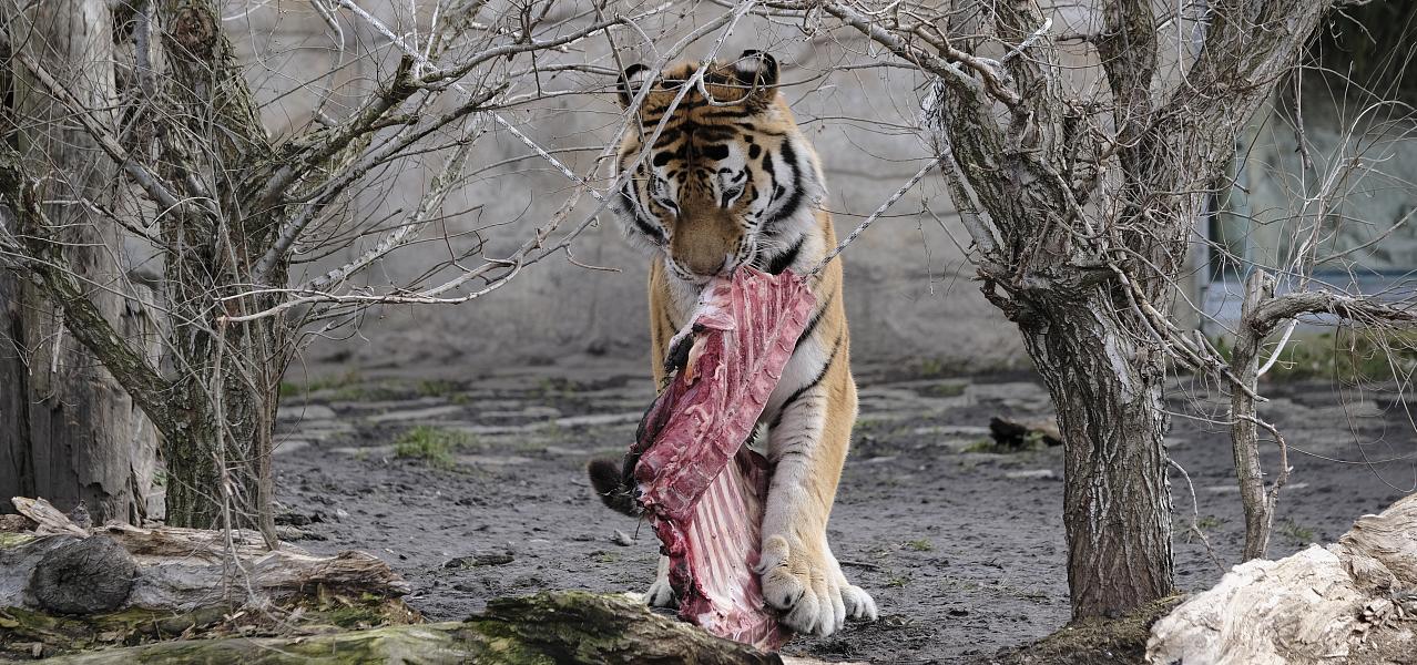 South Bohemian Zoo Hluboká