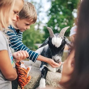 VEČERNÍ POHÁDKOVÁ ZOO 18.8.2022

I v letošním…