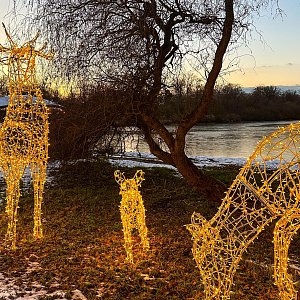 Vánočně nasvícená zoo - @zoohluboka 🎄♥️
…