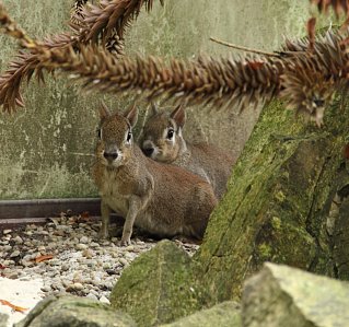 South Bohemian Zoo Hluboká