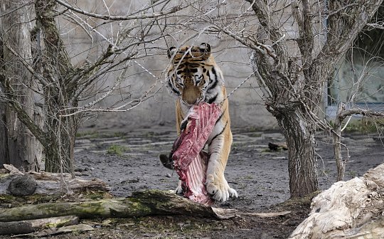 Südböhmischer Zoo Hluboká