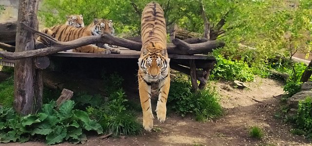 South Bohemian Zoo Hluboká